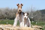 FOX TERRIER 300